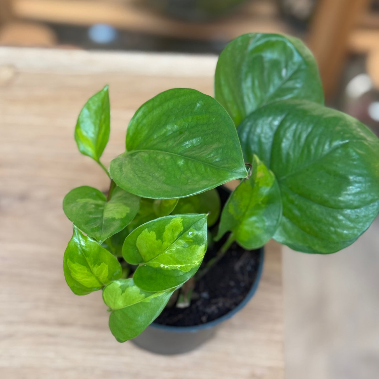 Epipremnum aureum 'Global Green'