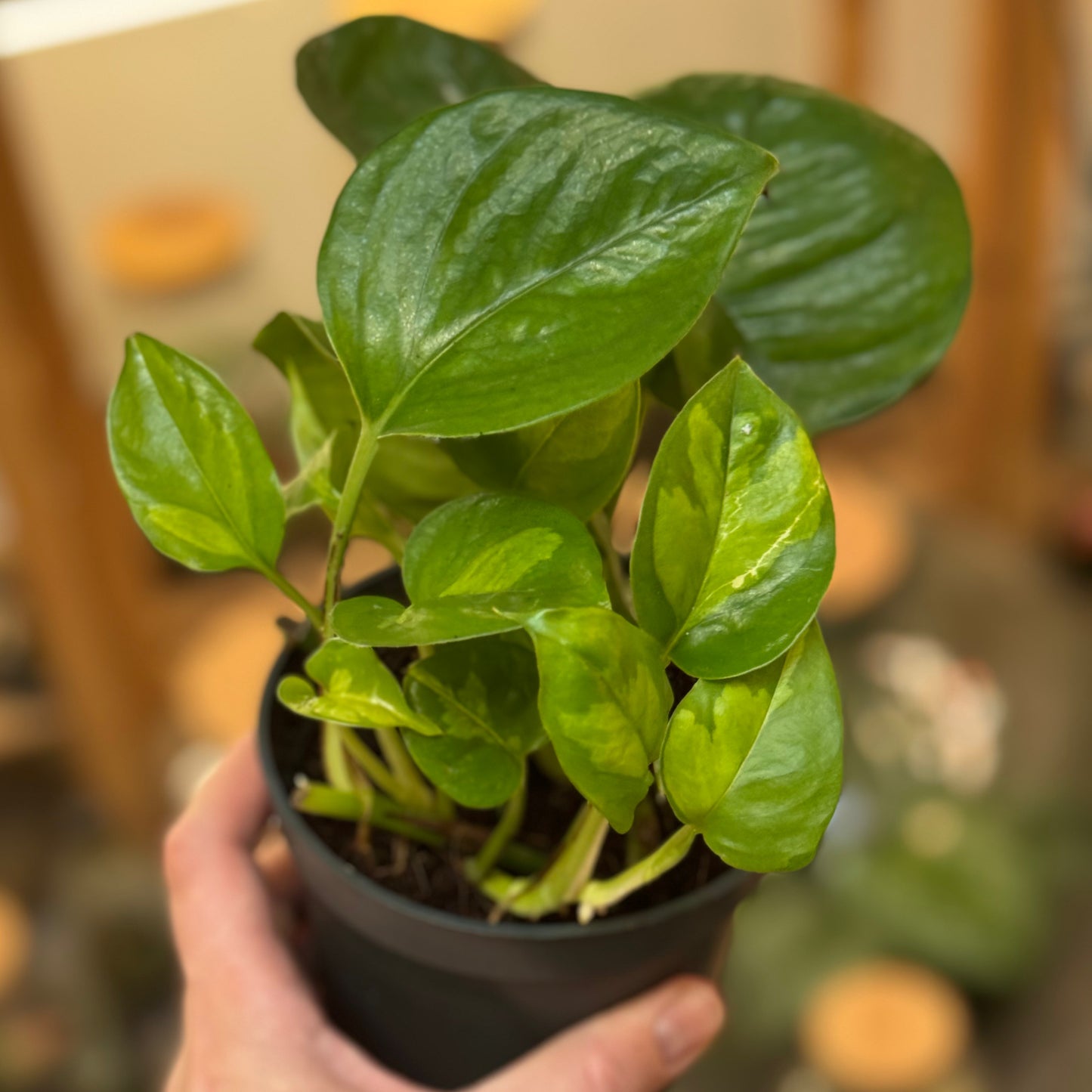 Epipremnum aureum 'Global Green'
