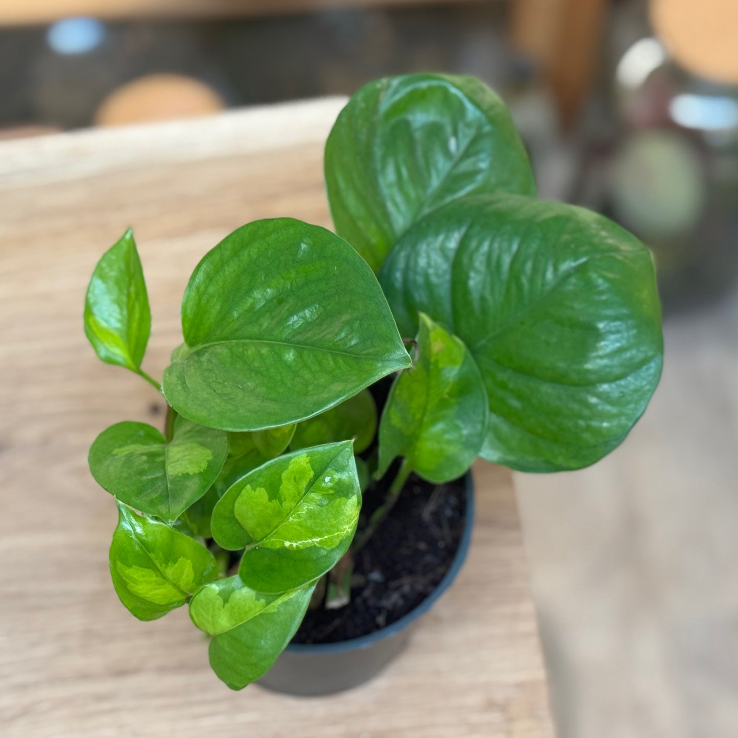 Epipremnum aureum 'Global Green'