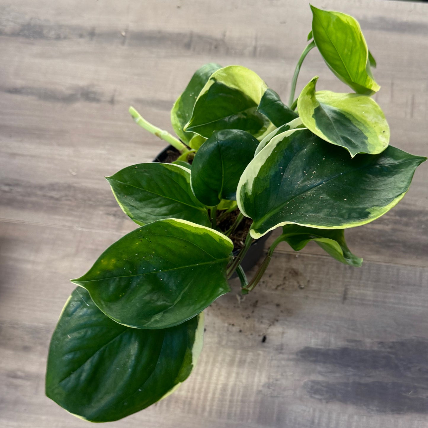 Epipremnum aureum 'Poonsin'
