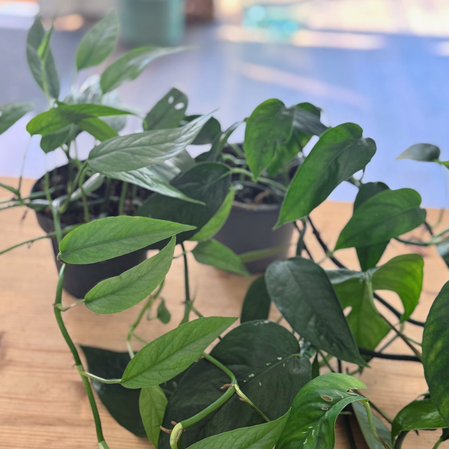 Epipremnum pinnatum Duo