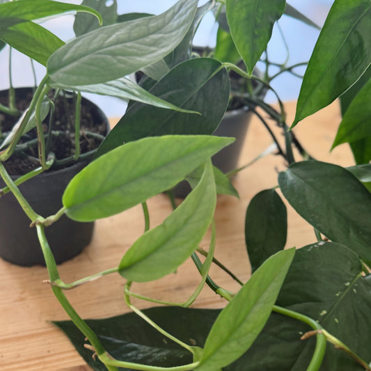 Epipremnum pinnatum Duo