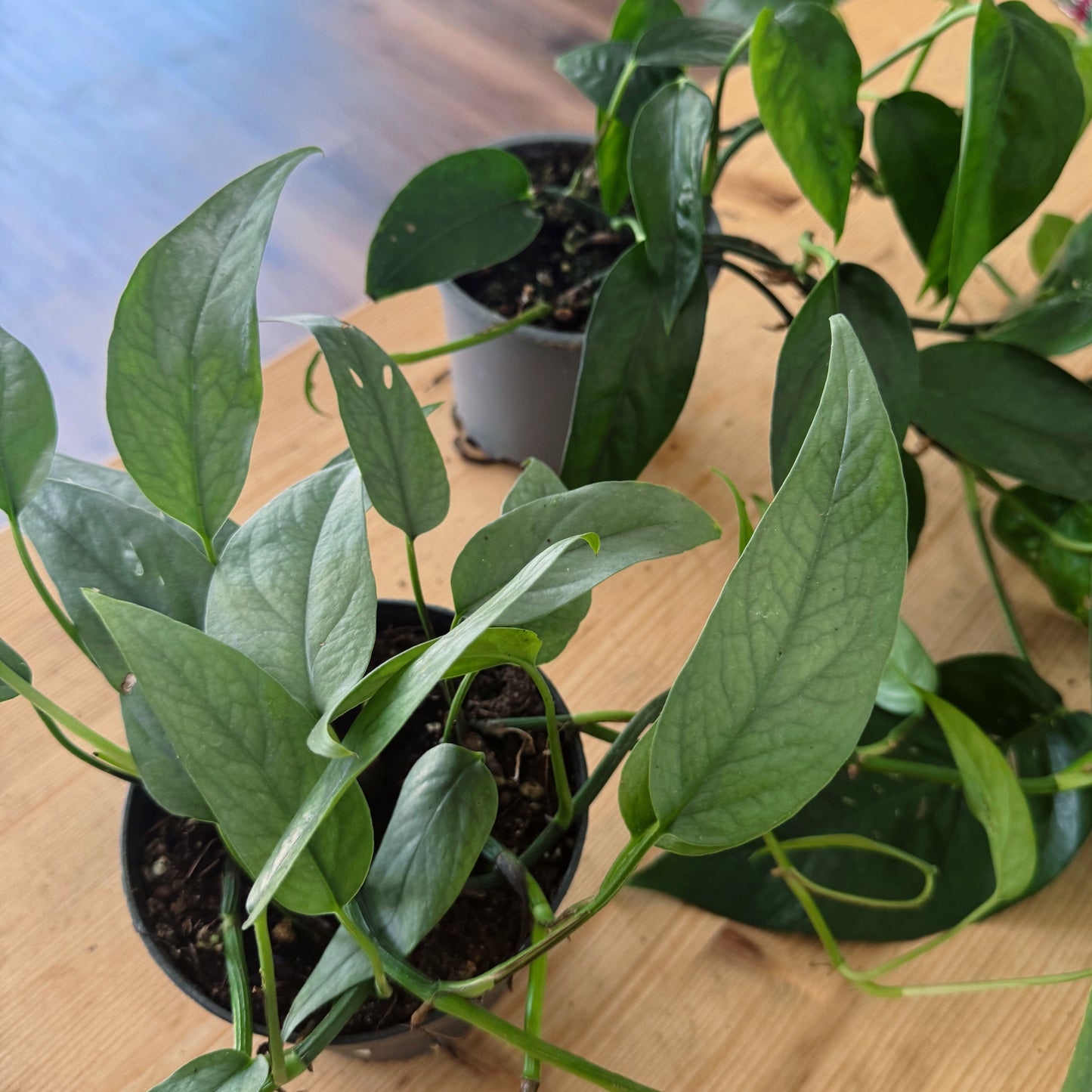 Epipremnum pinnatum Duo