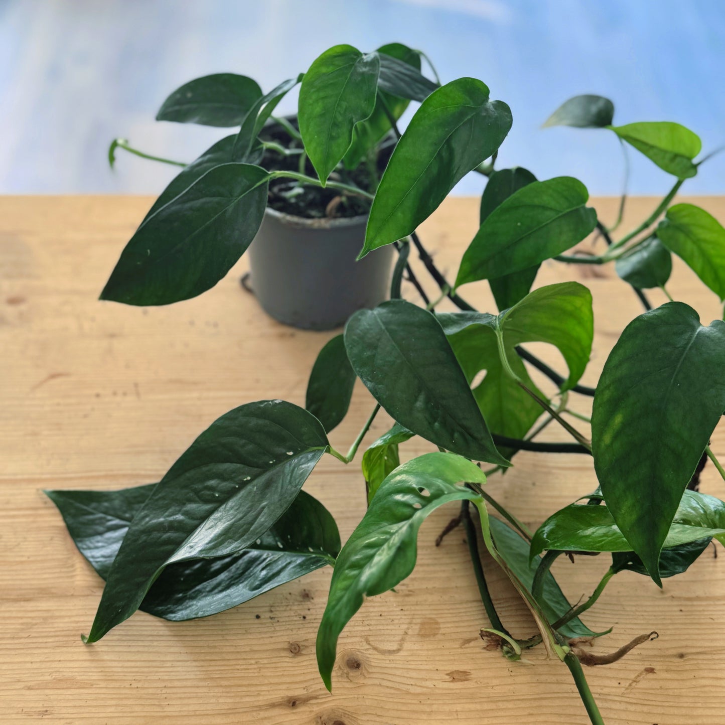 Epipremnum pinnatum 'Blue Form'