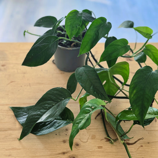 Epipremnum pinnatum 'Blue Form'