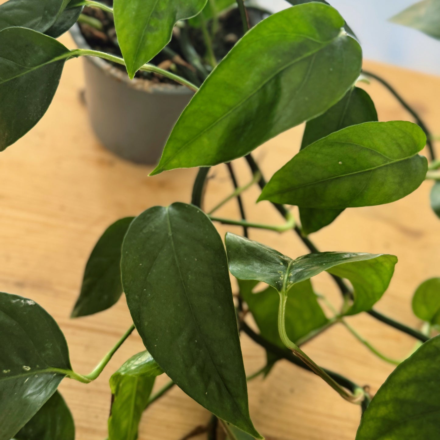Epipremnum pinnatum 'Blue Form'