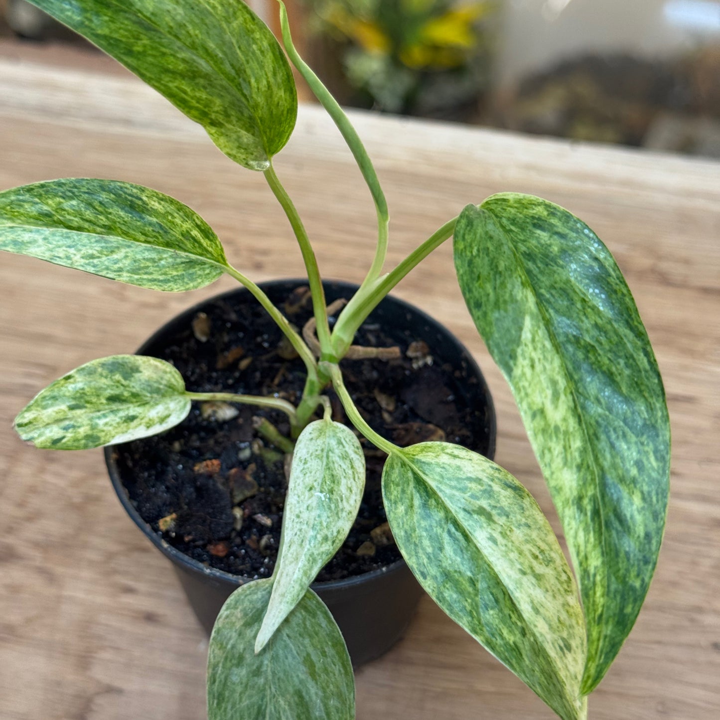Epipremnum pinnatum 'Cebu Blue Mint Variegata'
