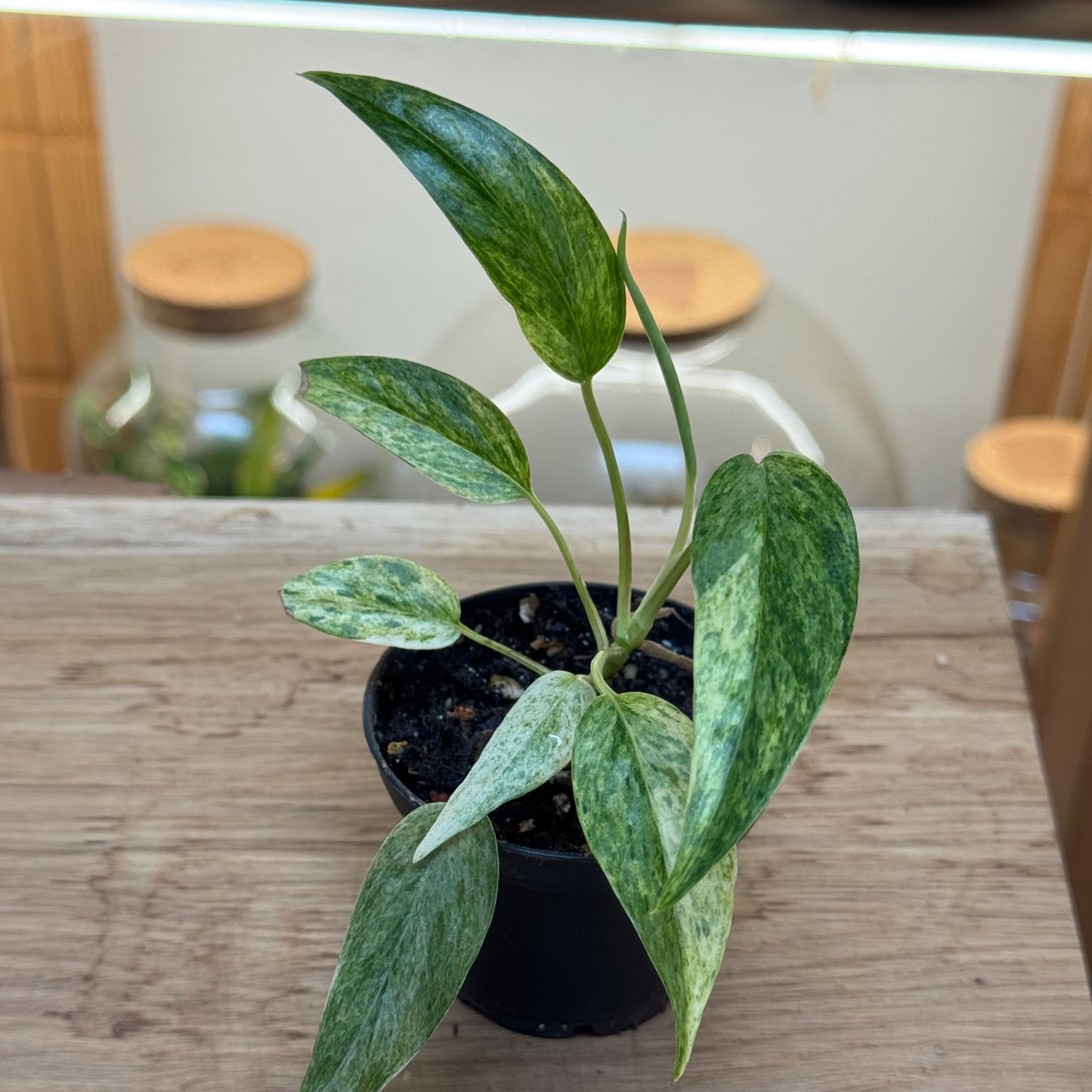 Epipremnum pinnatum 'Cebu Blue Mint Variegata'
