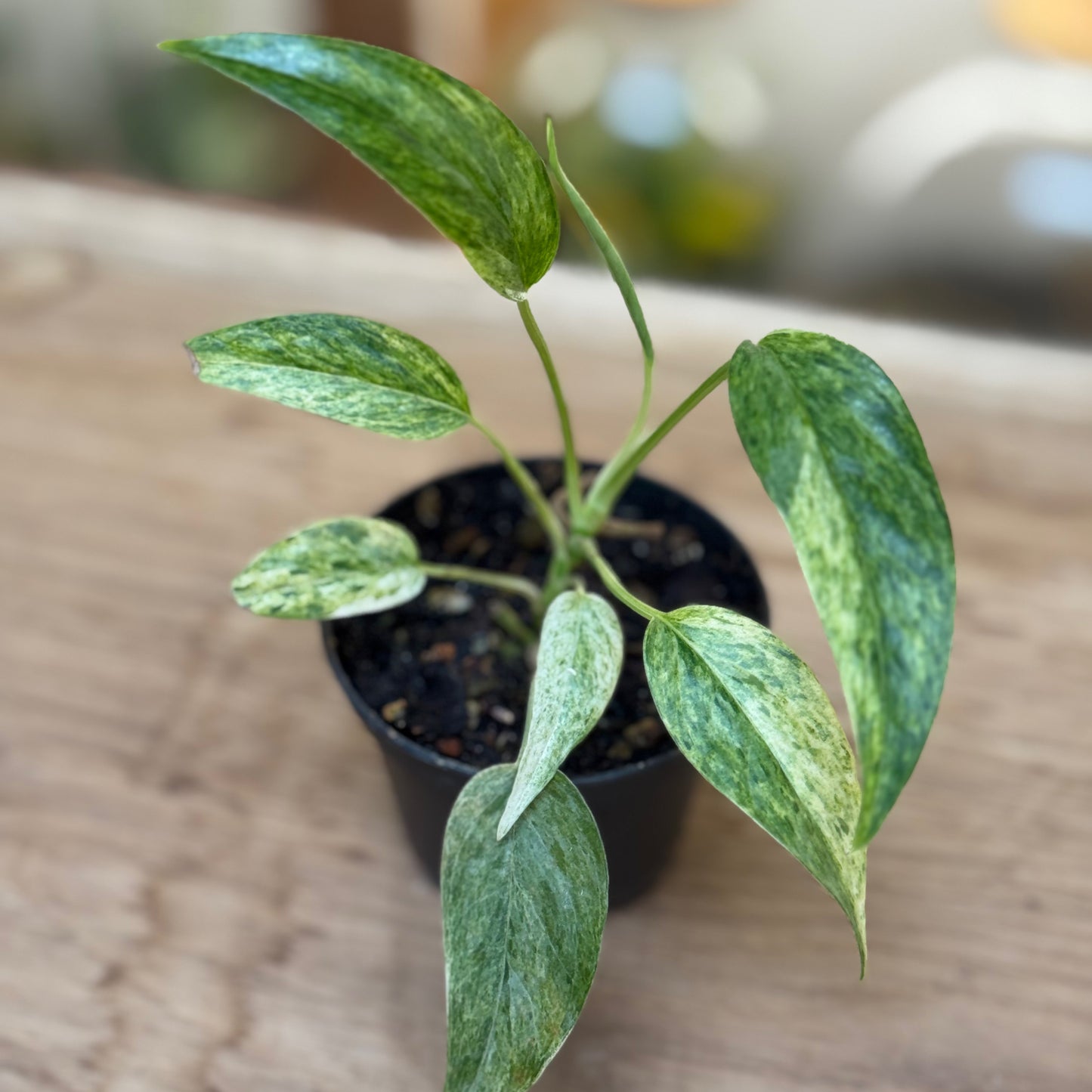 Epipremnum pinnatum 'Cebu Blue Mint Variegata'