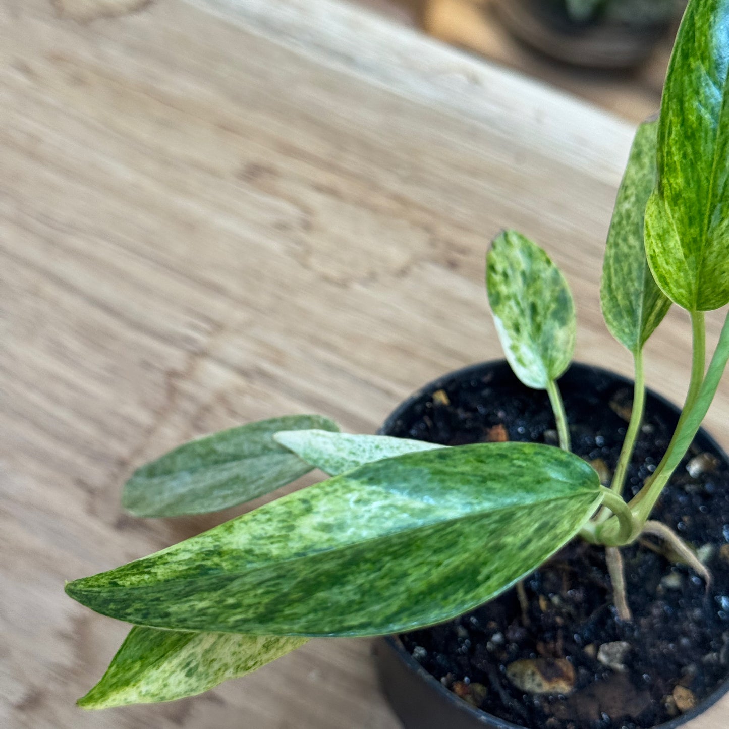Epipremnum pinnatum 'Cebu Blue Mint Variegata'