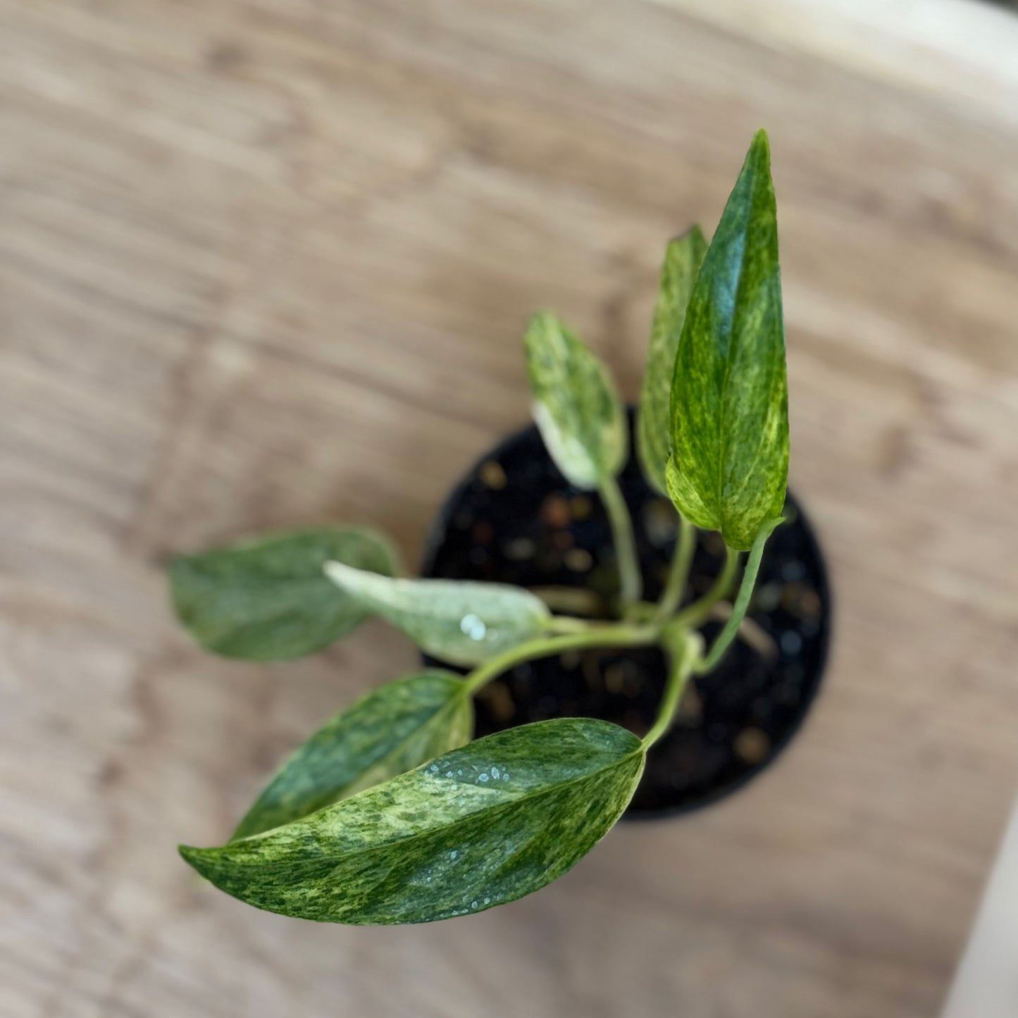 Epipremnum pinnatum 'Cebu Blue Mint Variegata'