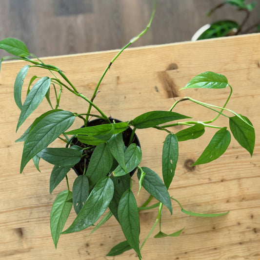 Epipremnum pinnatum 'Cebu Blue'