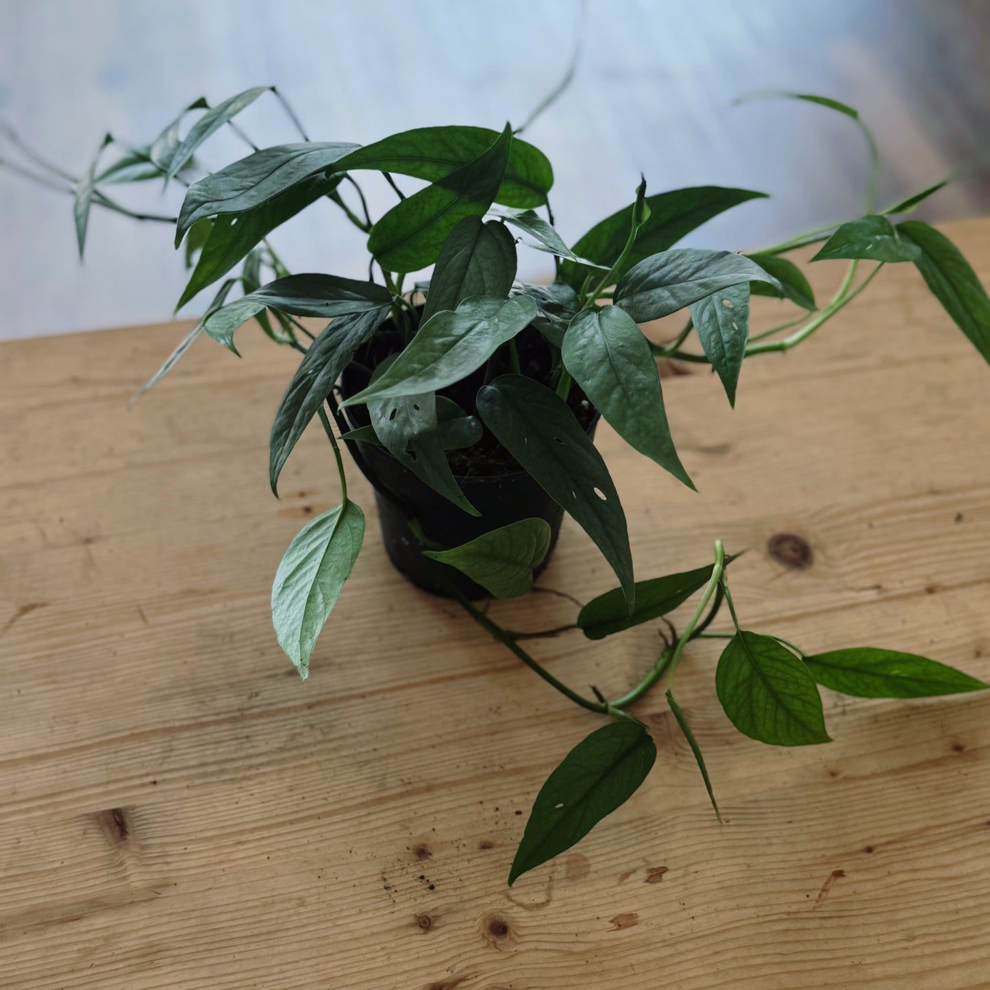 Epipremnum pinnatum 'Cebu Blue'