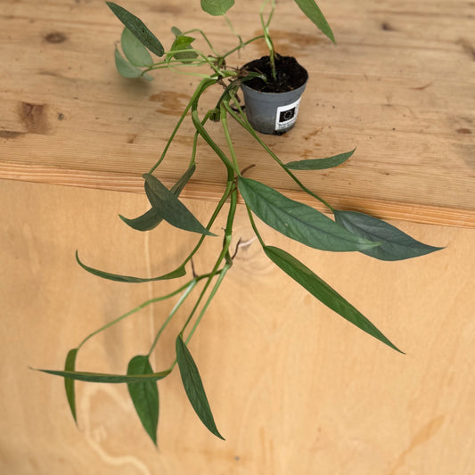 Epipremnum pinnatum 'Cebu Blue'