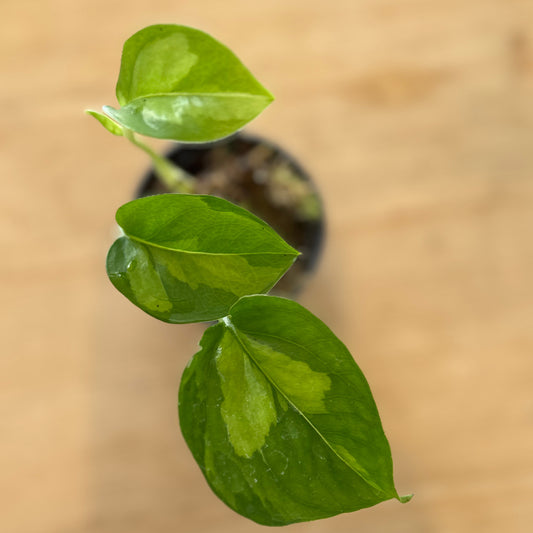 Epipremnum pinnatum 'Global Green' Steckling