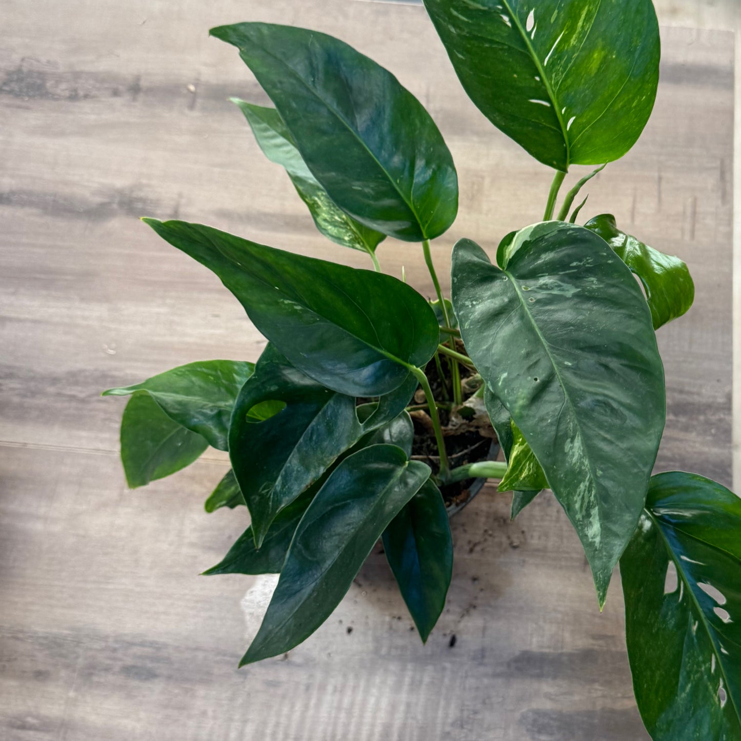 Epipremnum pinnatum 'Variegata' (leichte Variegation)