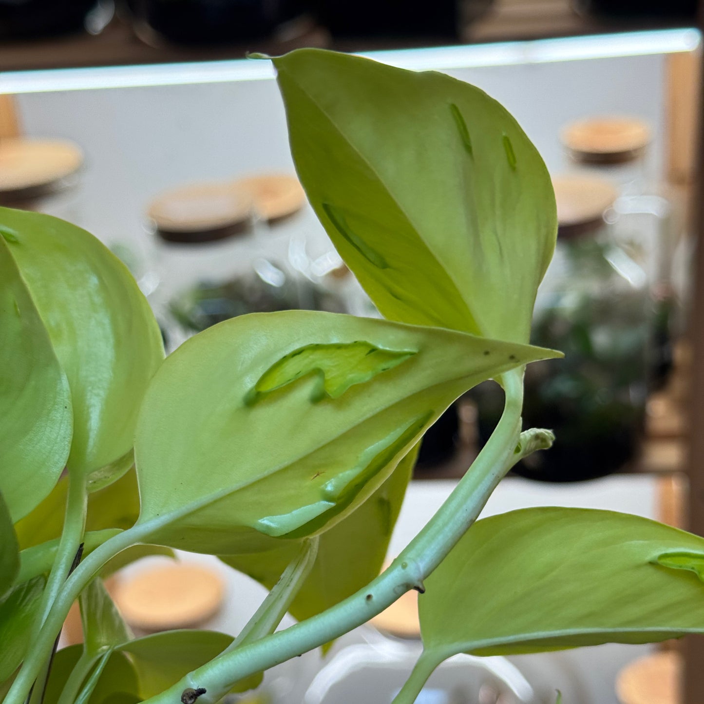 Epipremnum aureum ‘Teruno Champs Élysées’ | Aureum Kultivar aus der Teruno-Serie