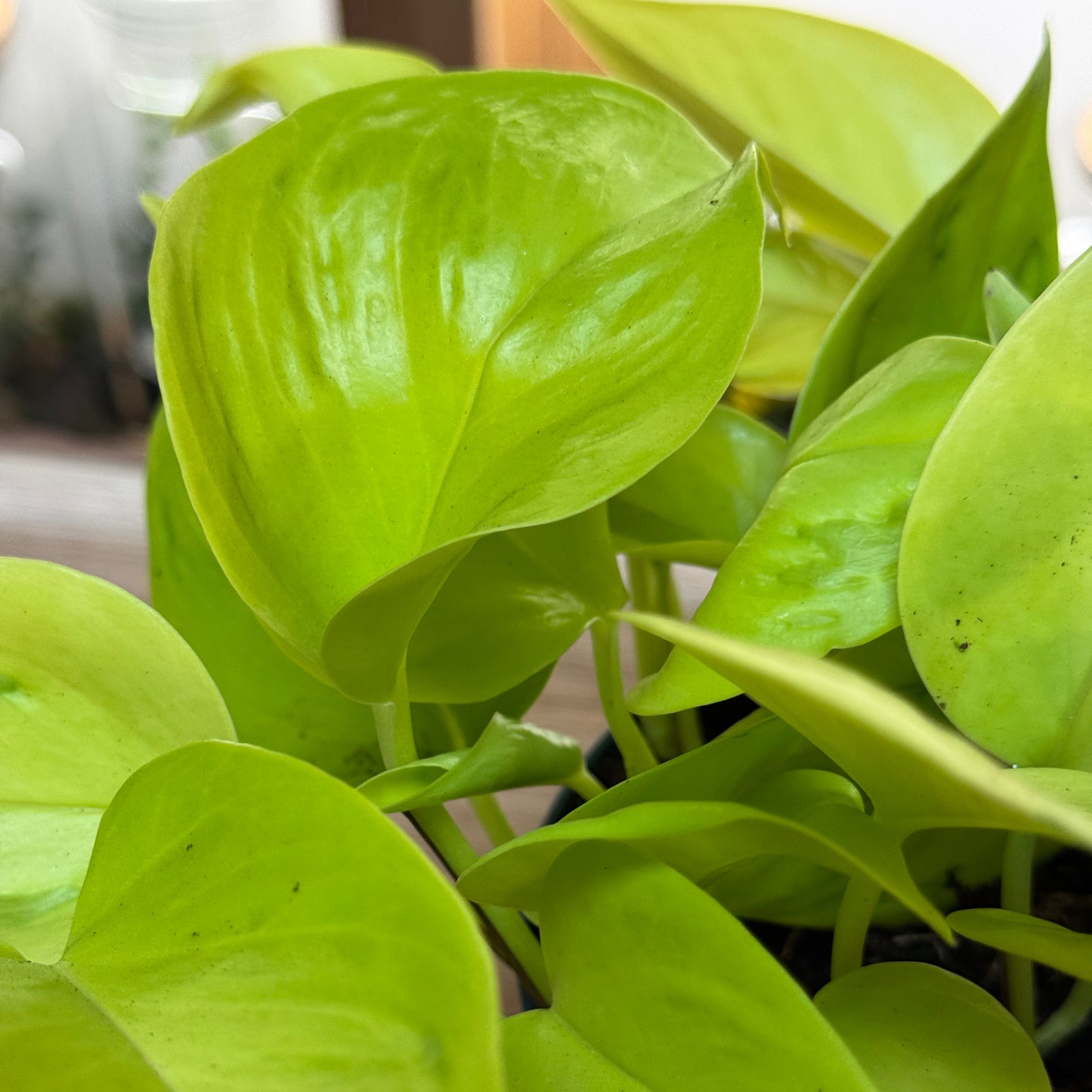 Epipremnum aureum ‘Teruno Champs Élysées’ | Aureum Kultivar aus der Teruno-Serie