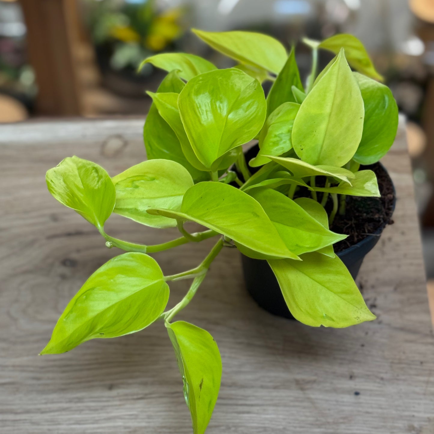 Epipremnum aureum ‘Teruno Champs Élysées’ | Aureum Kultivar aus der Teruno-Serie