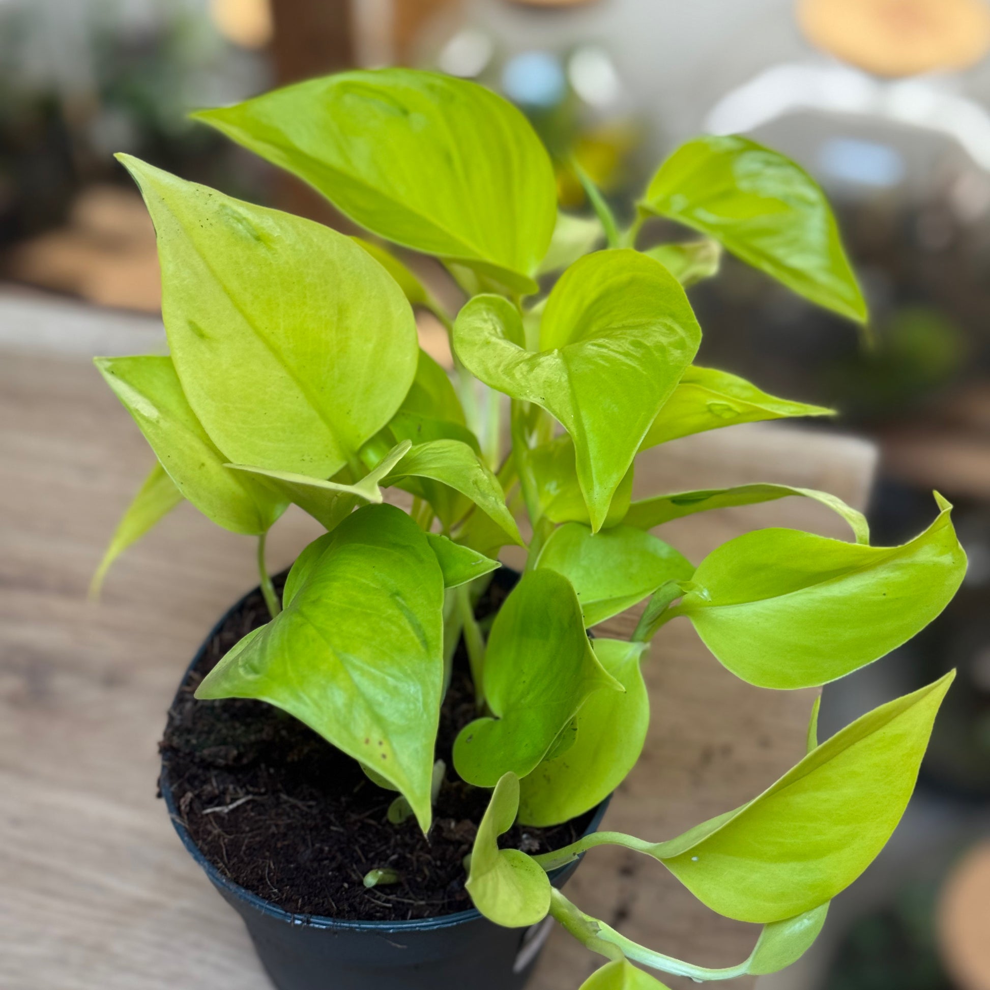 Epipremnum aureum 'Teruno Champs Élysées'