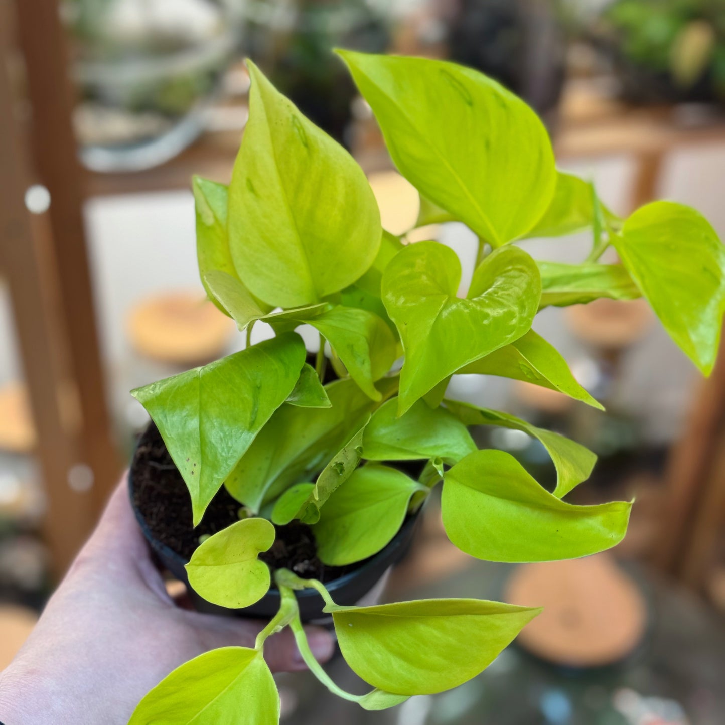 Epipremnum aureum ‘Teruno Champs Élysées’ | Aureum Kultivar aus der Teruno-Serie