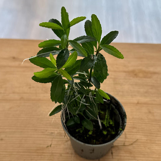 Euonymus japonicus 'Microphyllus' Steckling | Japanischer Spindelstrauch | Japanischer Kriechspindel