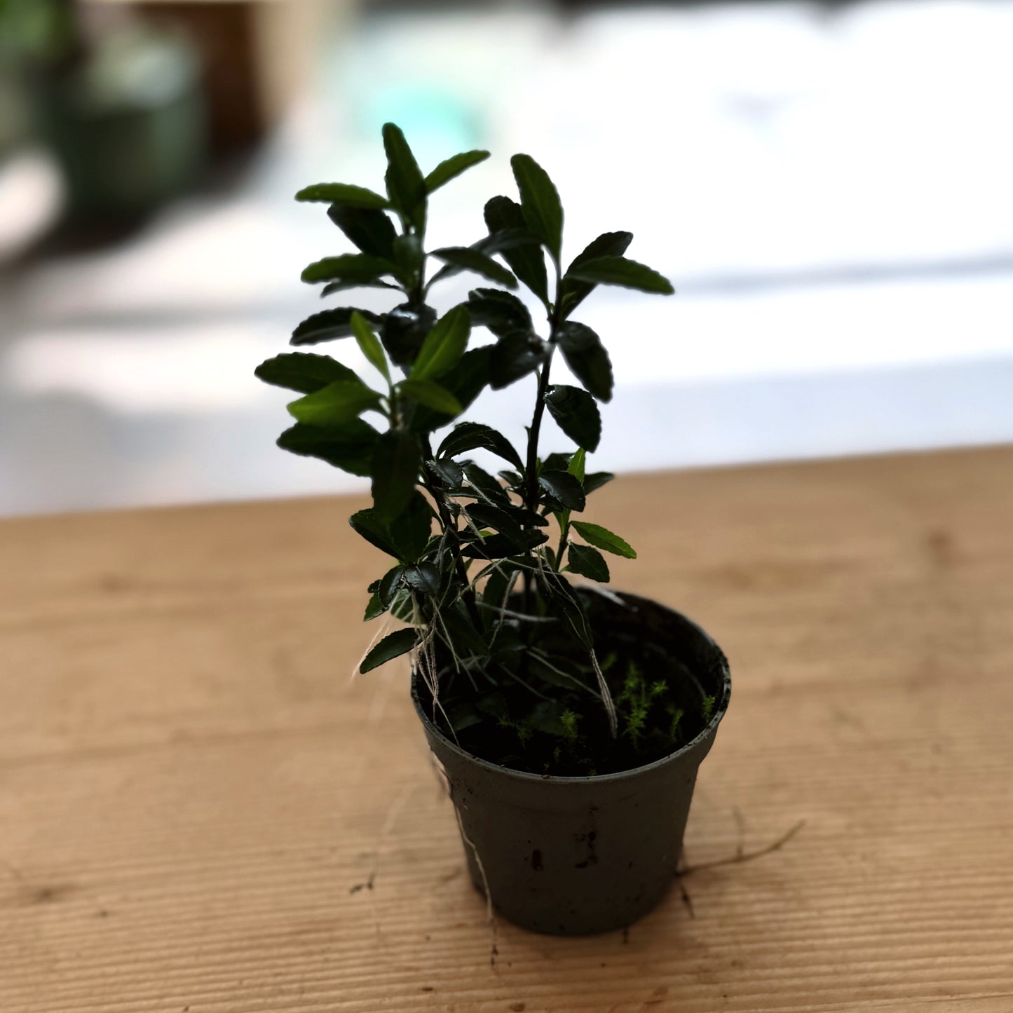 Euonymus japonicus 'Microphyllus' Steckling | Japanischer Spindelstrauch | Japanischer Kriechspindel