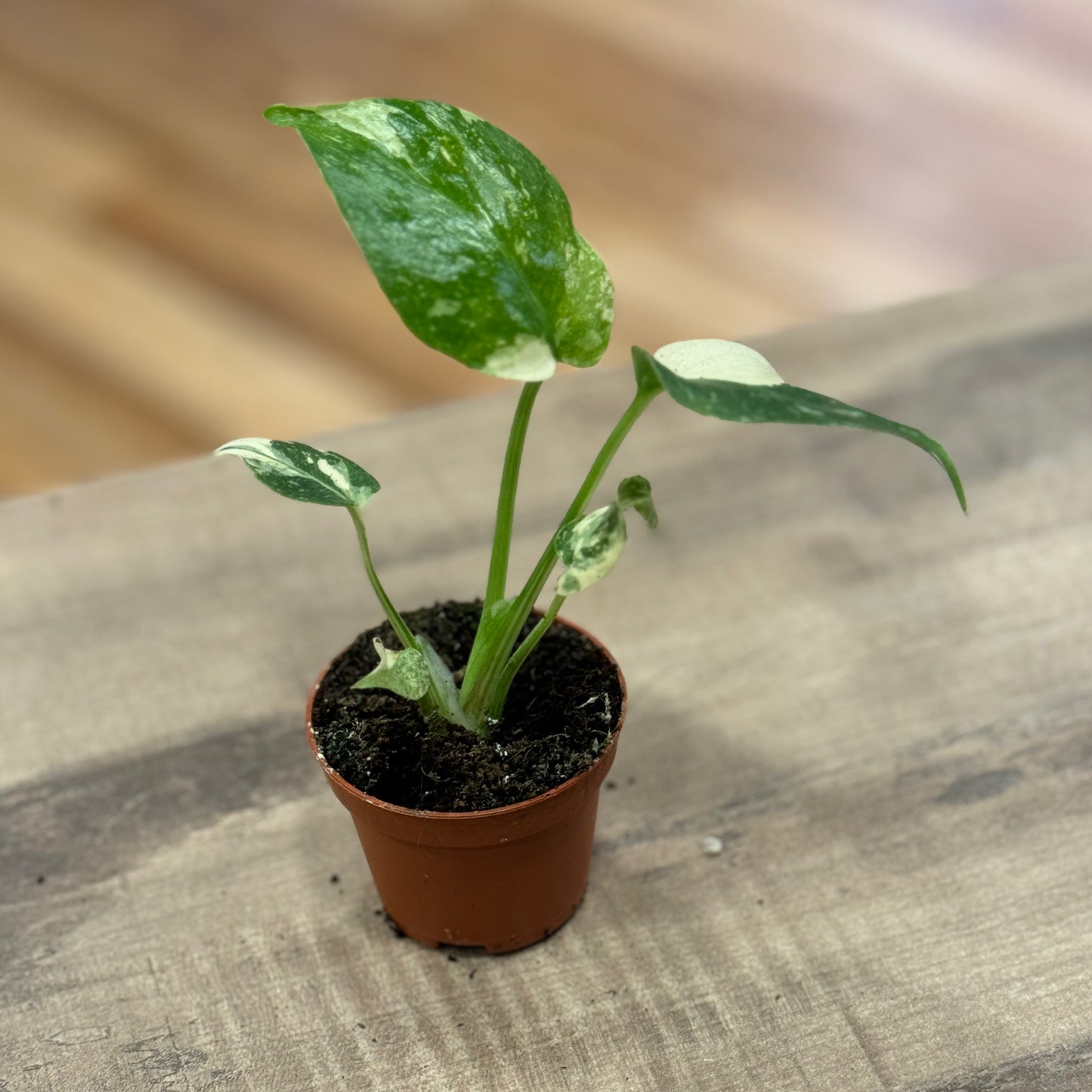 Monstera deliciosa 'Thai Constellation' | Fensterblatt