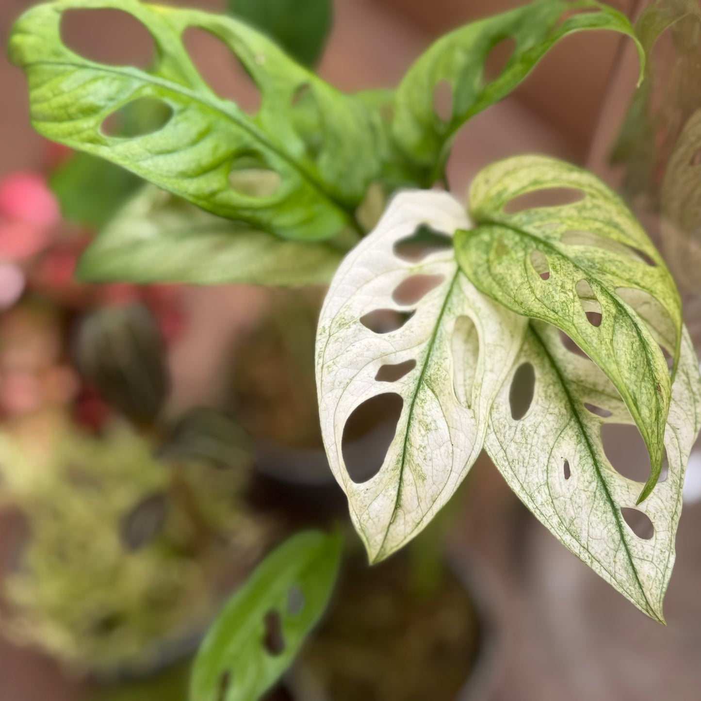 Flaschengarten DIY Set No110 -  Monstera adansonii 'Variegata' x  Ludisia discolor x Dieffenbachia x Fittonia