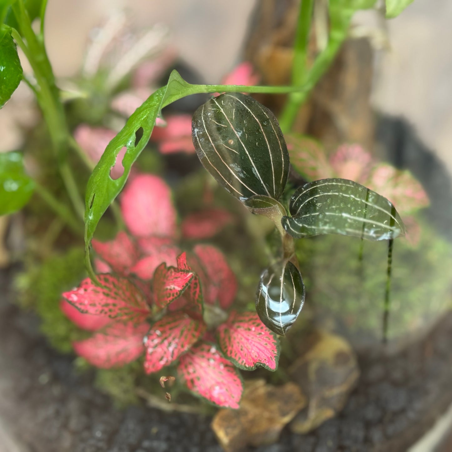 Flaschengarten DIY Set No110 -  Monstera adansonii 'Variegata' x  Ludisia discolor x Dieffenbachia x Fittonia