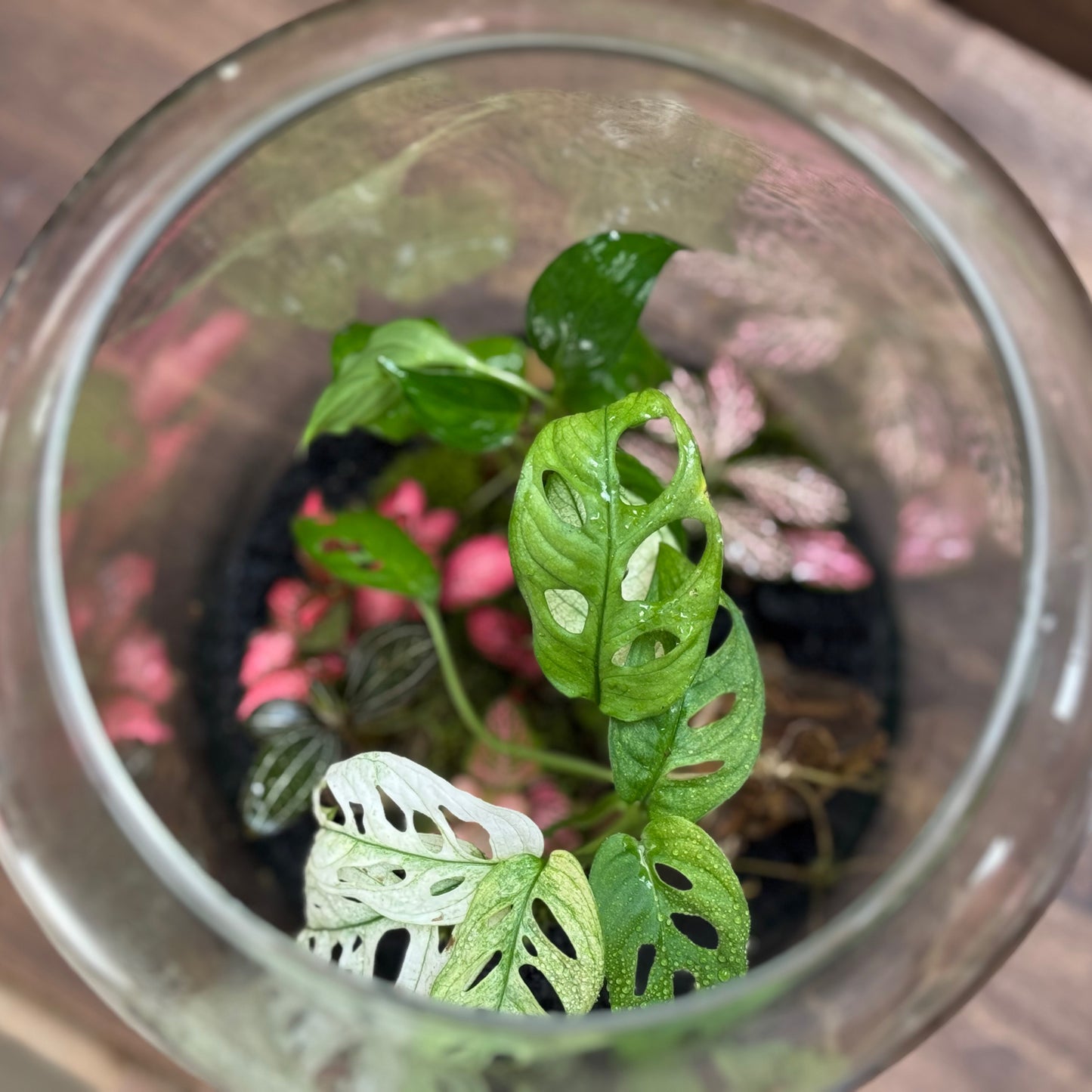 Flaschengarten DIY Set No110 -  Monstera adansonii 'Variegata' x  Ludisia discolor x Dieffenbachia x Fittonia