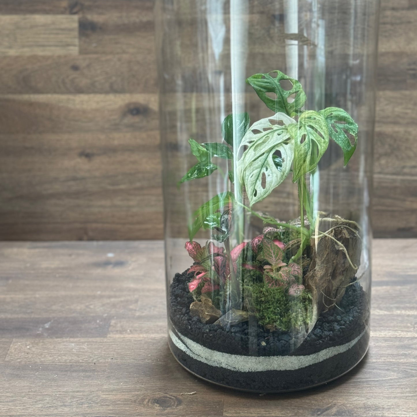 Flaschengarten DIY Set No110 -  Monstera adansonii 'Variegata' x  Ludisia discolor x Dieffenbachia x Fittonia