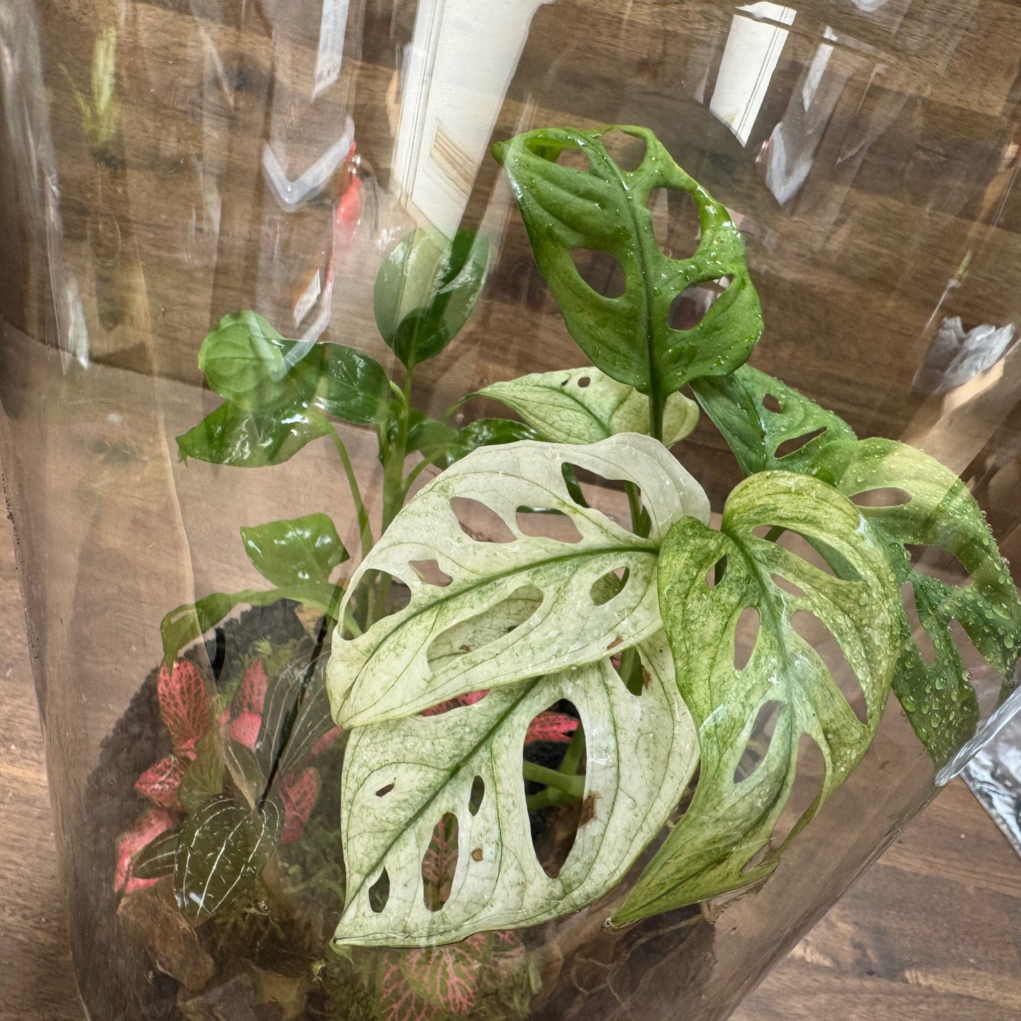 Flaschengarten DIY Set No110 -  Monstera adansonii 'Variegata' x  Ludisia discolor x Dieffenbachia x Fittonia