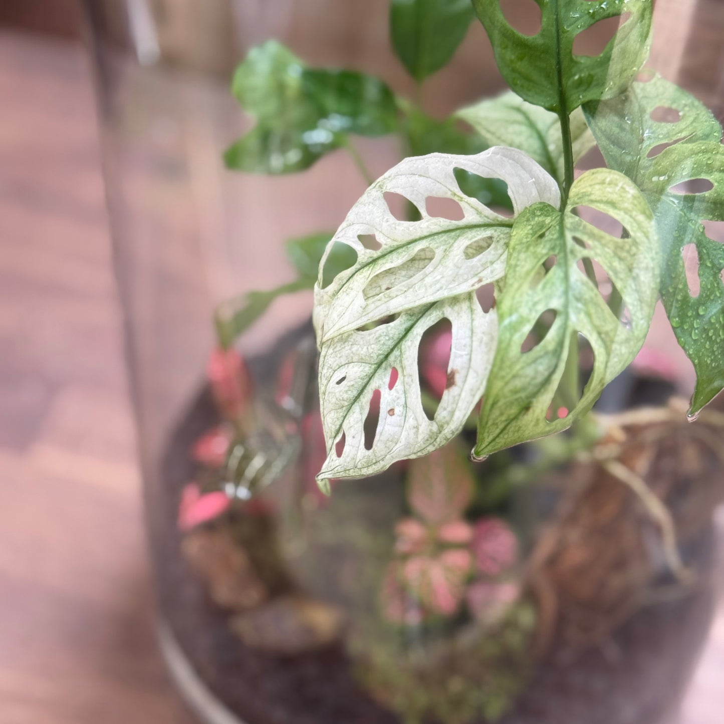 Flaschengarten DIY Set No110 -  Monstera adansonii 'Variegata' x  Ludisia discolor x Dieffenbachia x Fittonia