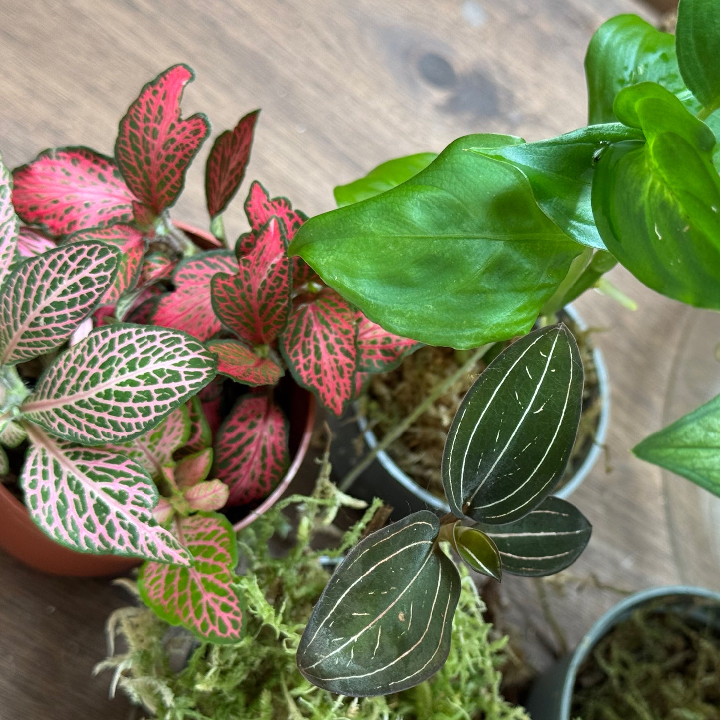 Flaschengarten DIY Set No110 -  Monstera adansonii 'Variegata' x  Ludisia discolor x Dieffenbachia x Fittonia