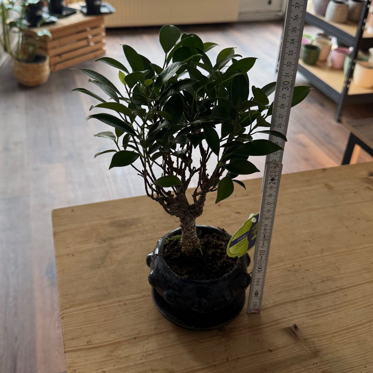 Bonsai Ficus retusa | Ficus Bonsai
