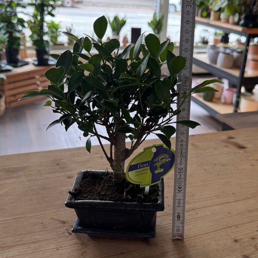 Bonsai Ficus retusa | Ficus Bonsai