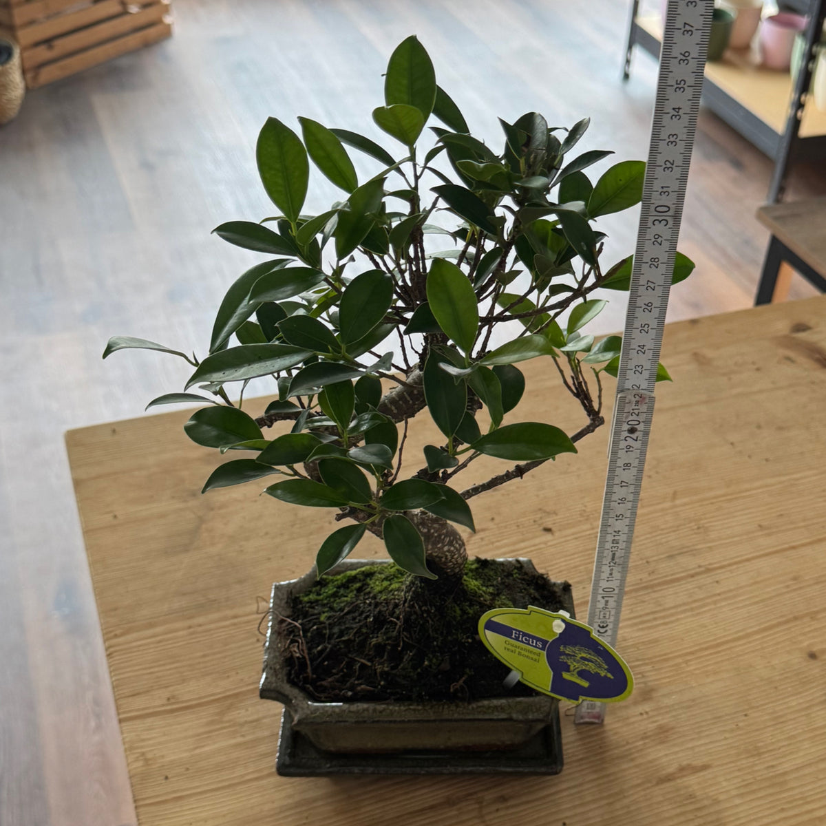 Bonsai Ficus retusa | Ficus Bonsai
