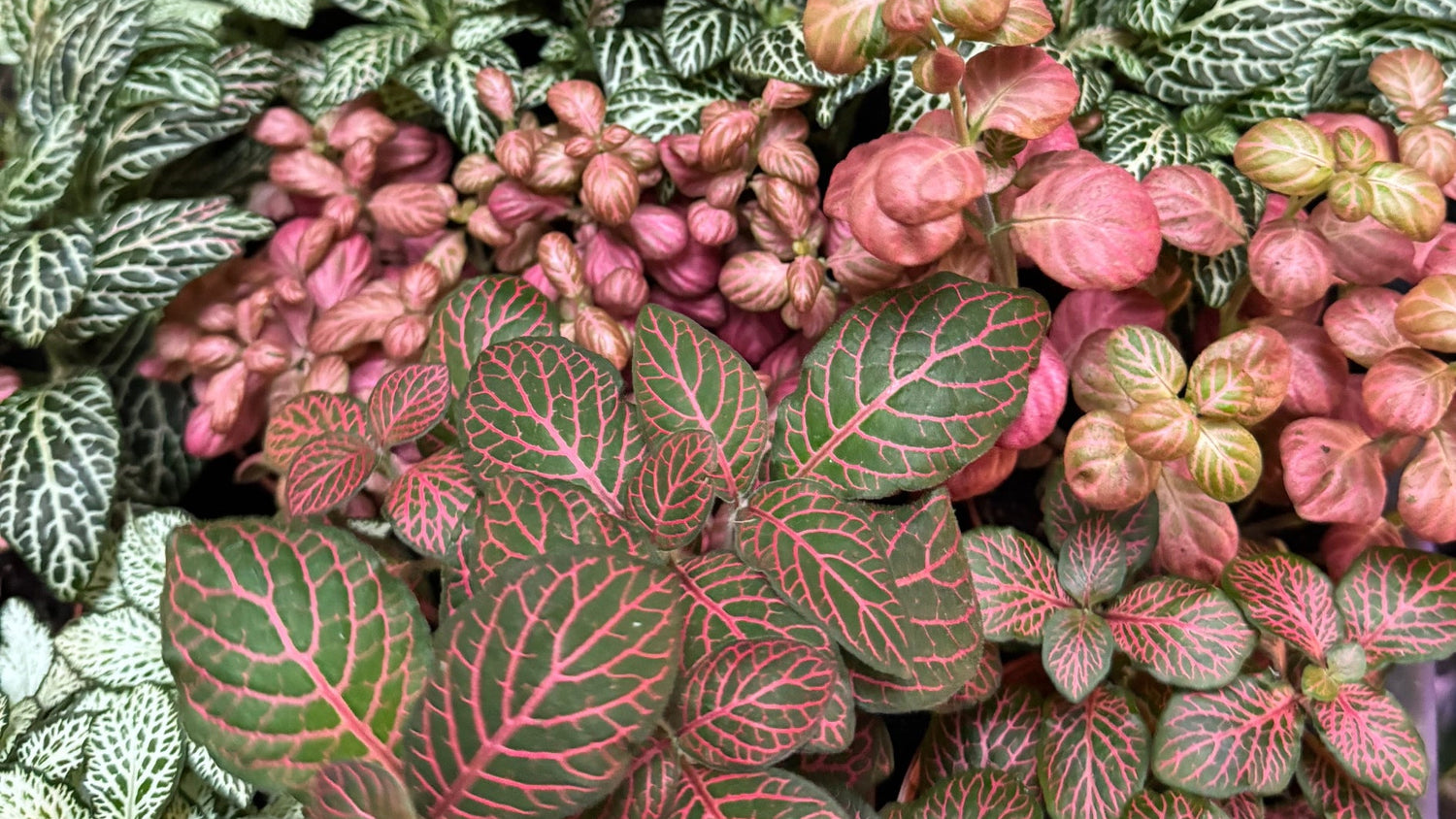 Fittonia albivenis - verschiede Sorten