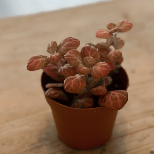Fittonia albivenis 'Pink Special' | ehem. verschaffeltii | Mosaikpflanze