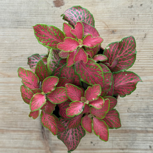 Fittonia albivenis 'Ruby Lime' | ehem. verschaffeltii | Mosaikpflanze