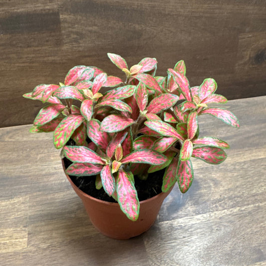 Fittonia albivenis 'Mosaic Skeleton' Variante 2 | ehem. verschaffeltii | Mosaikpflanze
