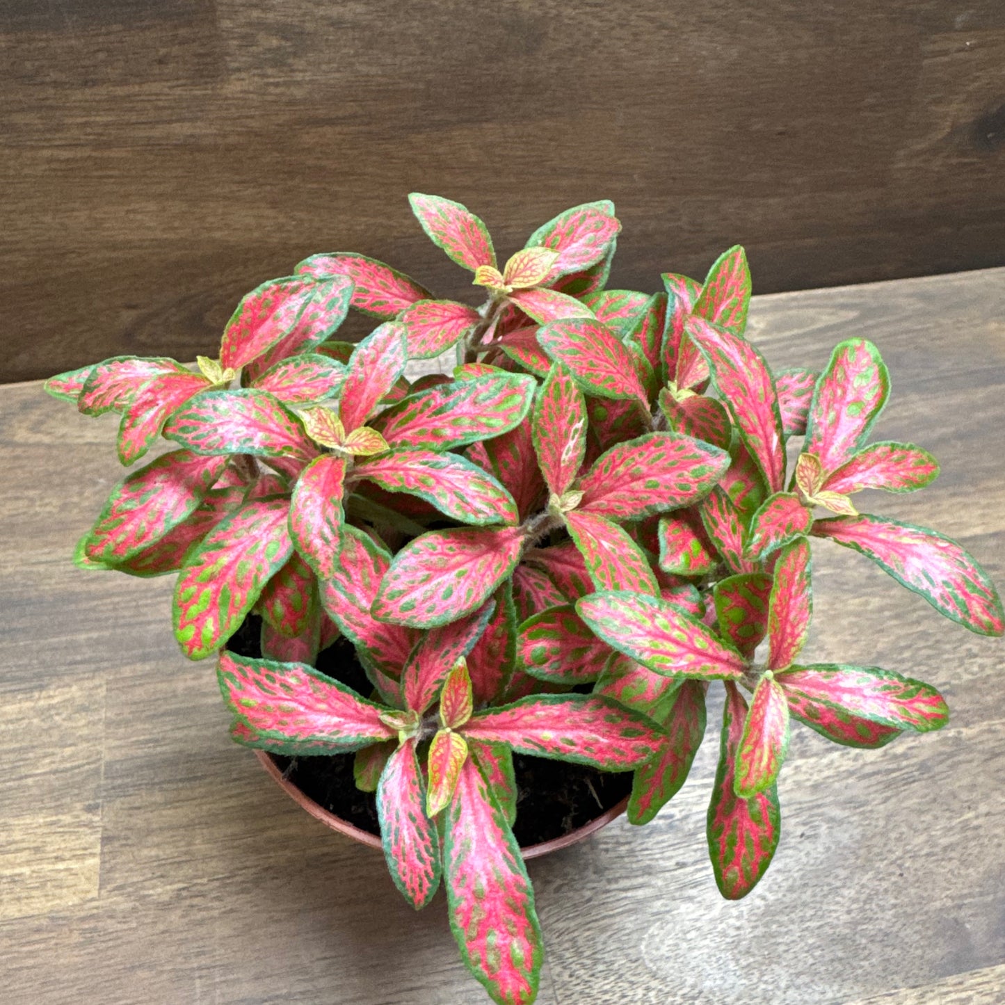 Fittonia albivenis 'Mosaic Skeleton' Variante 2 | ehem. verschaffeltii | Mosaikpflanze