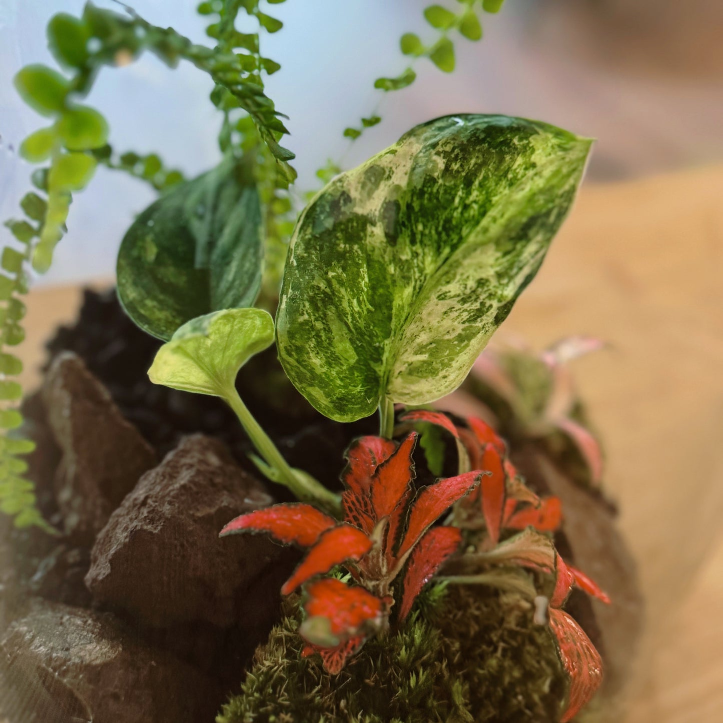 Rarität - Flaschengarten DIY-Set No71 - Scindapsus Jade Satin Marble Variegata x Nephrolepis cord. duffy x Fitonia