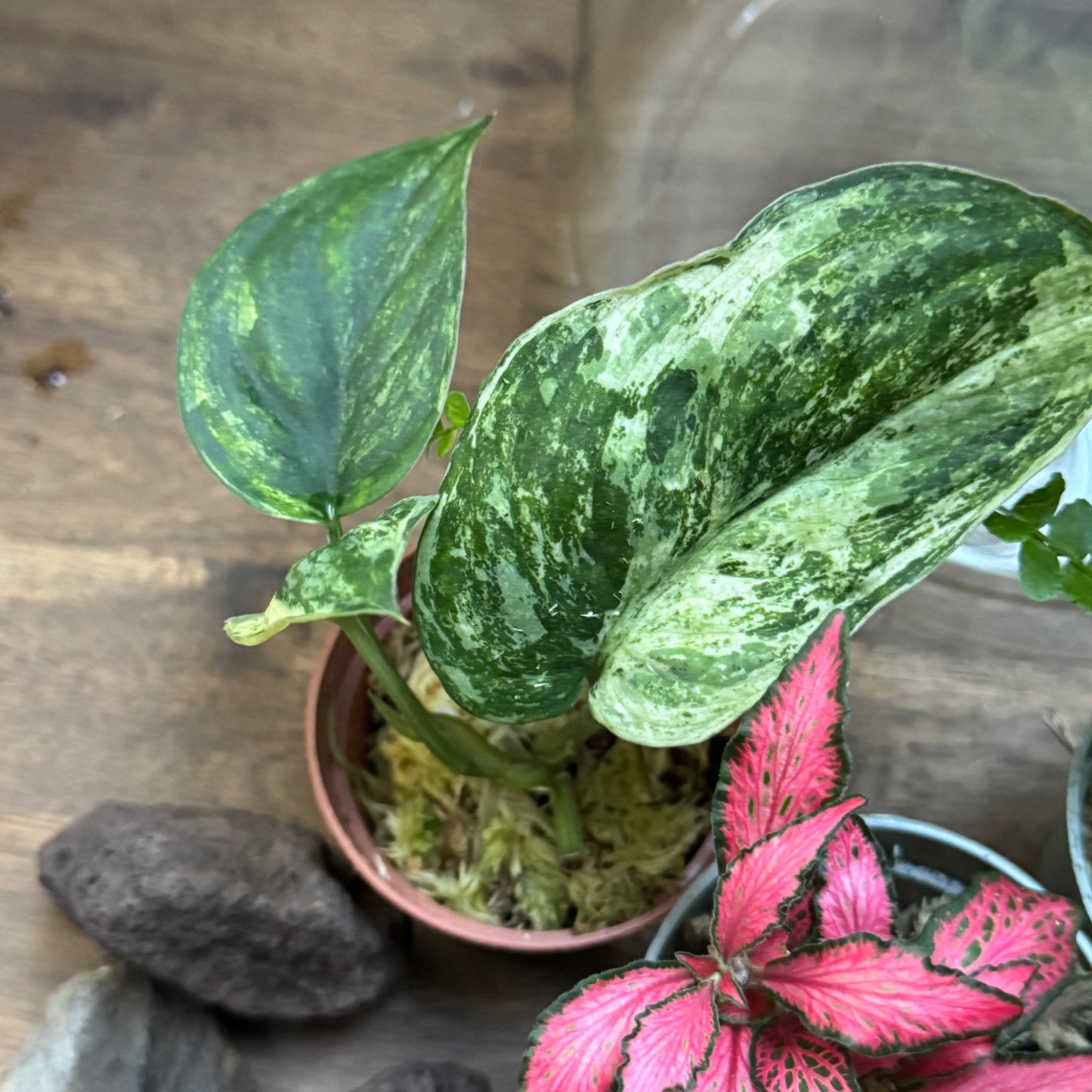Rarität - Flaschengarten DIY-Set No71 - Scindapsus Jade Satin Marble Variegata x Nephrolepis cord. duffy x Fitonia