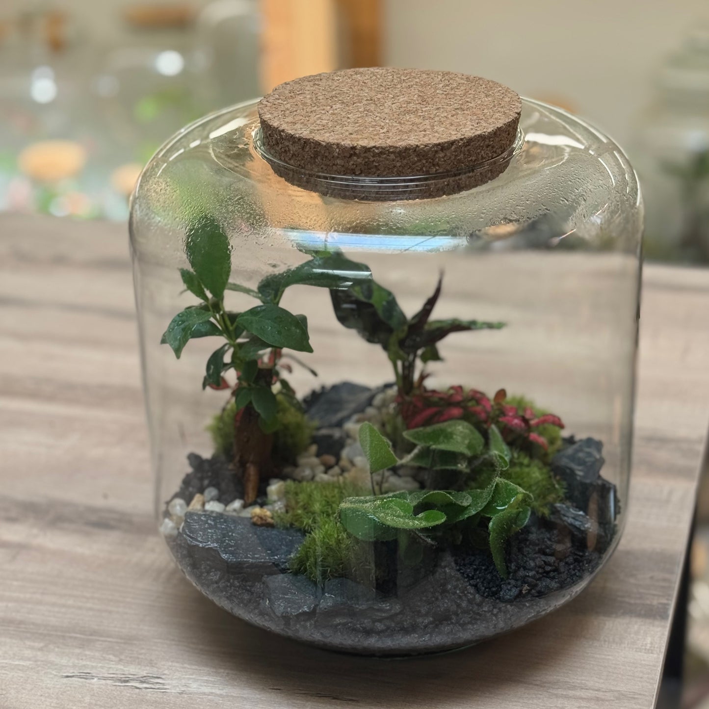 Flaschengarten DIY Set No100 - Ficus microcarpa 'Ginseng' x Calathea lancifolia  x hemionitis arifolia x Fittonia 'Forest Flame'