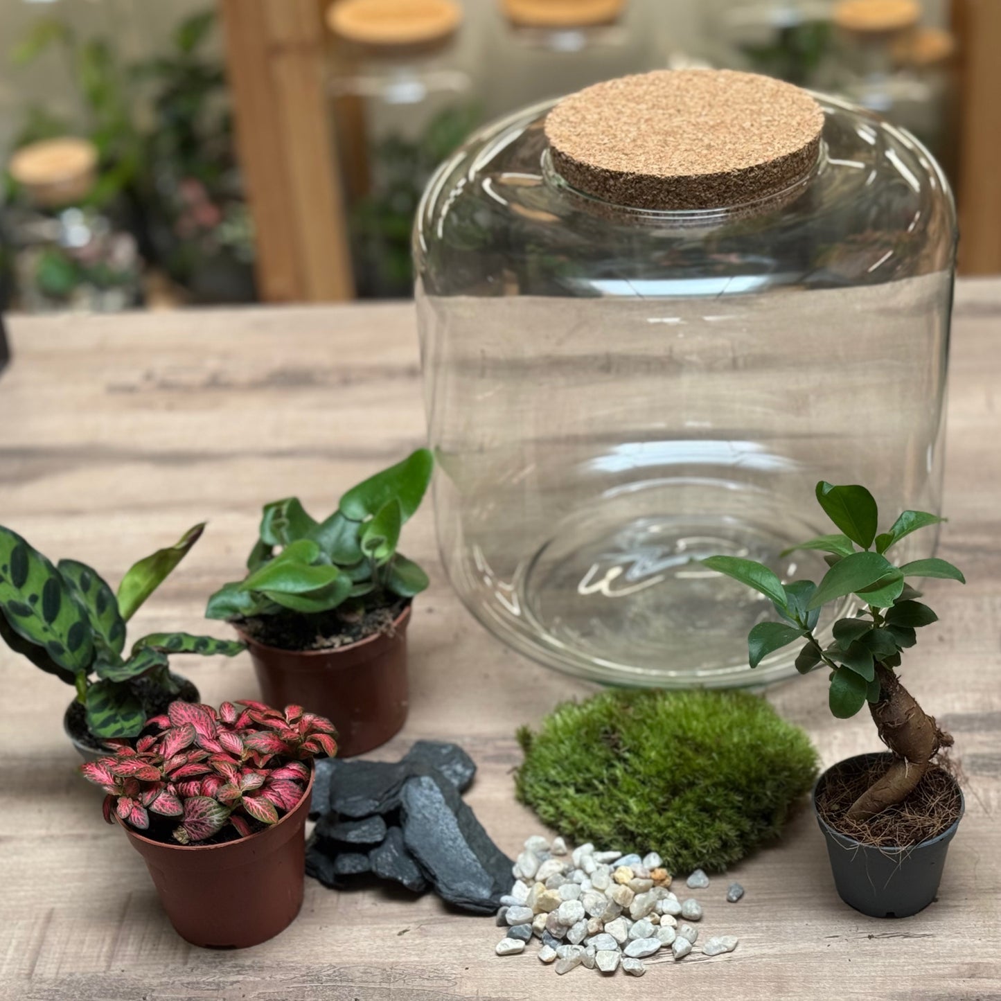 Flaschengarten DIY Set No100 - Ficus microcarpa 'Ginseng' x Calathea lancifolia  x hemionitis arifolia x Fittonia 'Forest Flame'