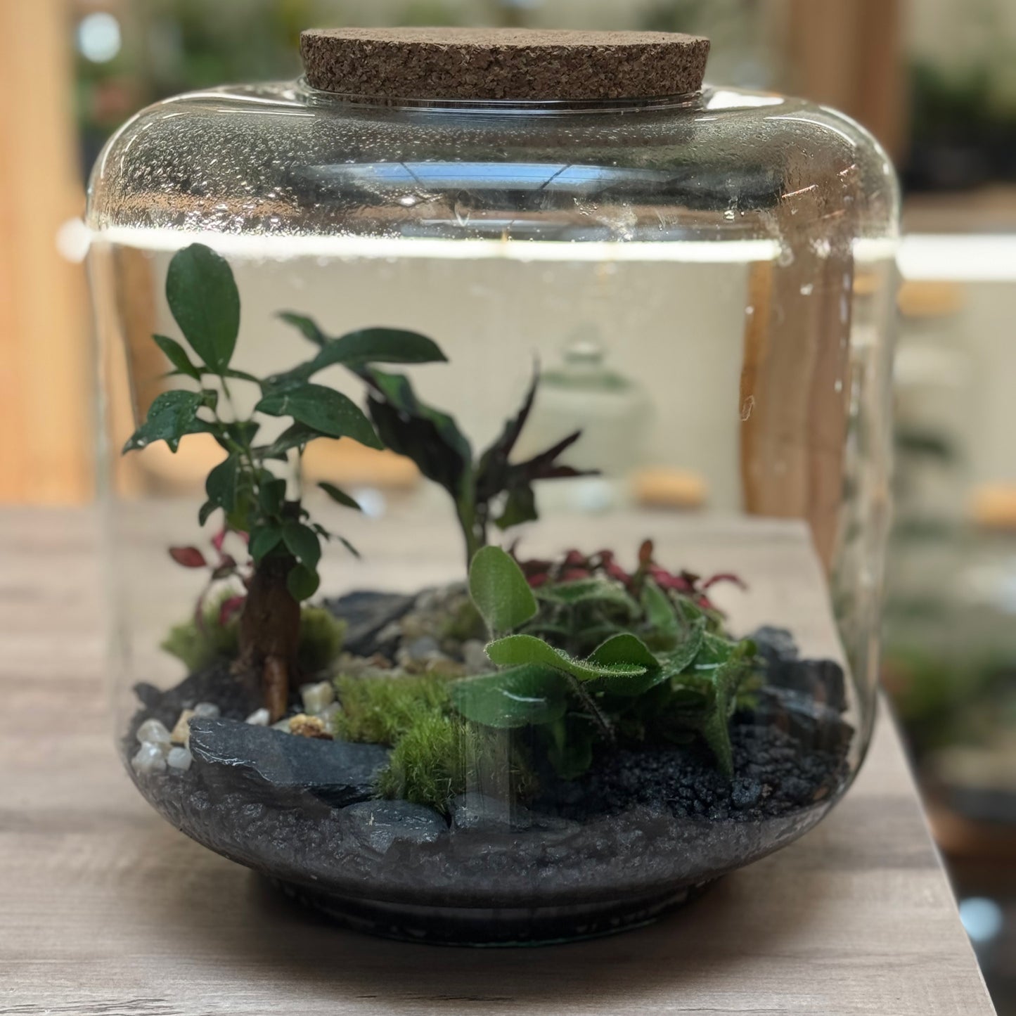 Flaschengarten DIY Set No100 - Ficus microcarpa 'Ginseng' x Calathea lancifolia  x hemionitis arifolia x Fittonia 'Forest Flame'