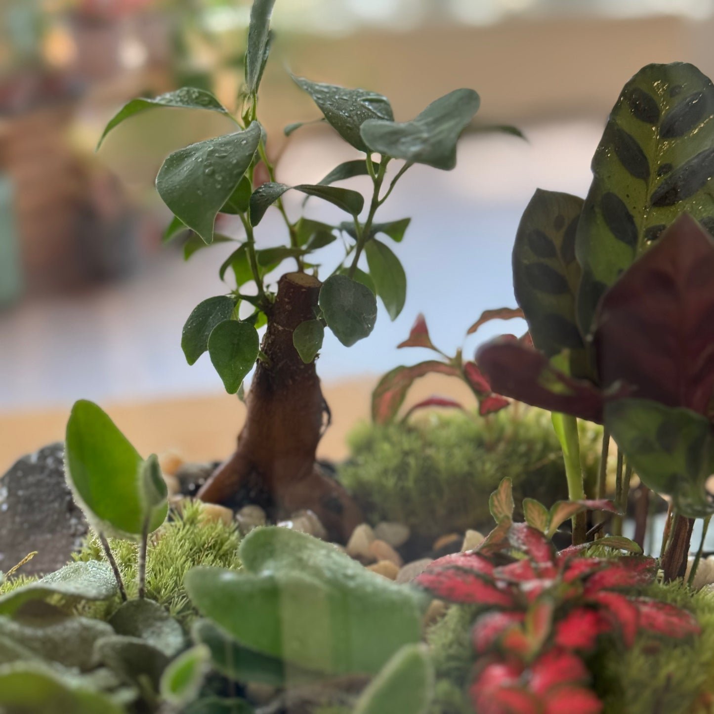 Flaschengarten DIY Set No100 - Ficus microcarpa 'Ginseng' x Calathea lancifolia  x hemionitis arifolia x Fittonia 'Forest Flame'