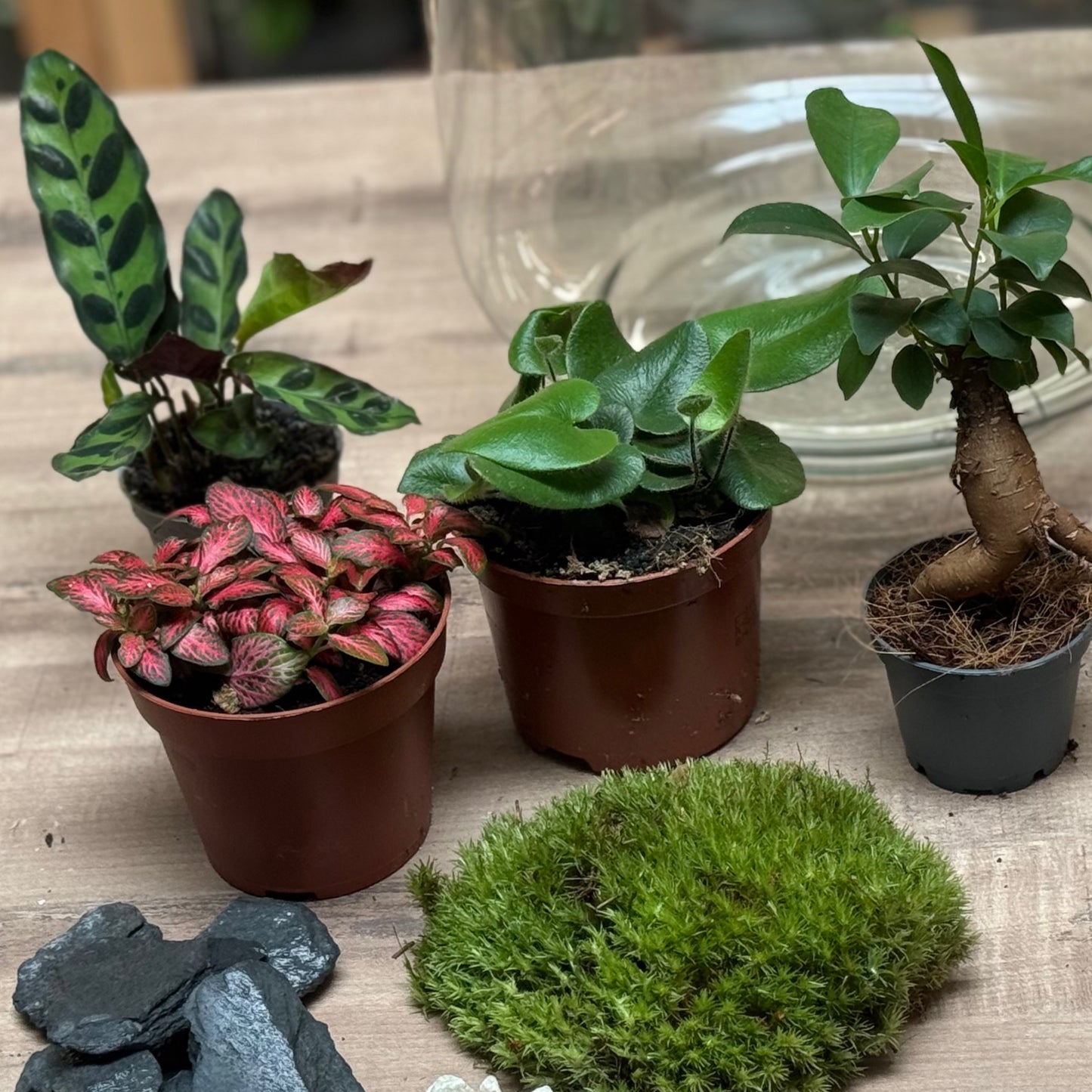 Flaschengarten DIY Set No100 - Ficus microcarpa 'Ginseng' x Calathea lancifolia  x hemionitis arifolia x Fittonia 'Forest Flame'